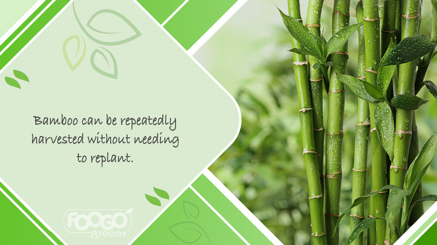 Bamboo growing sustainably