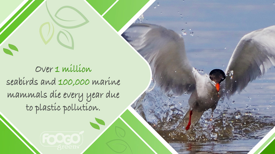 Sea bird in ocean water unaffected by plastic pollution