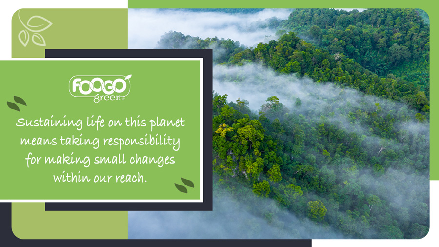 A section of rainforest, which acts of sustainable living can help to prolong