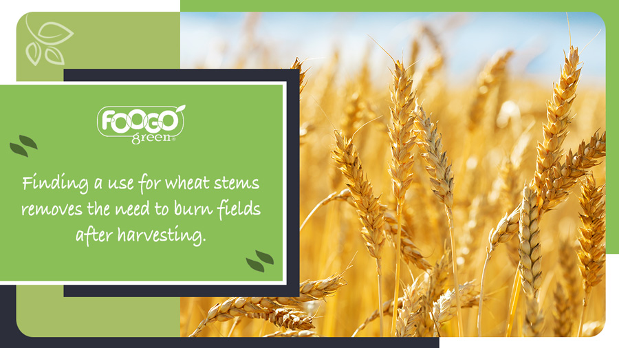 Wheat growing in a wheat field saved from burning after the previous harvest