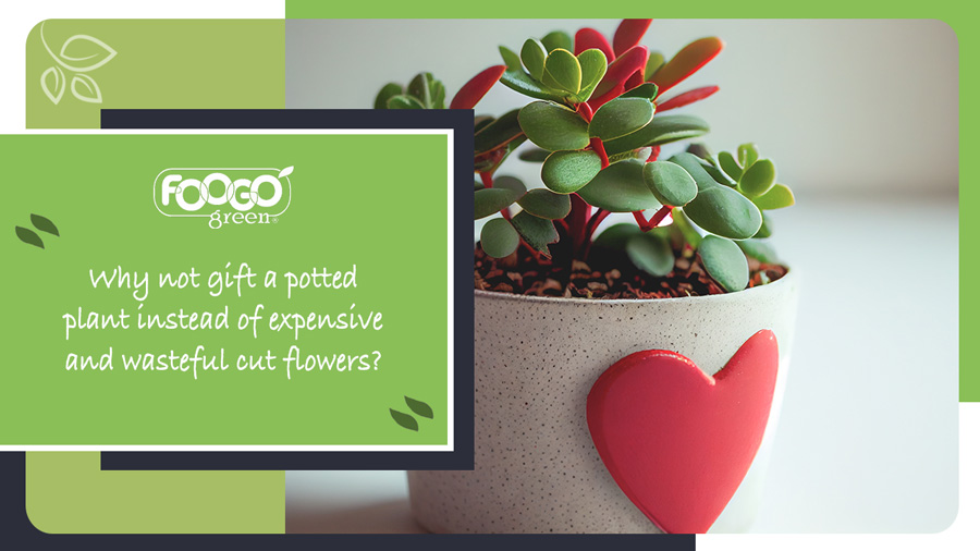 Potted plant as an alternative gift to cut flowers on Valentine's Day